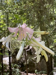 Lilium washingtonianum, photograph (c) fern Wildtruth, some rights reserved (CC BY)