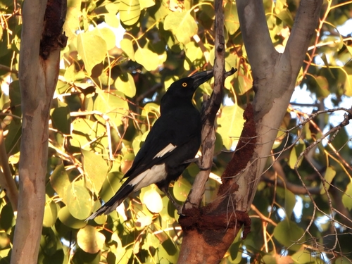 Pied Currawong