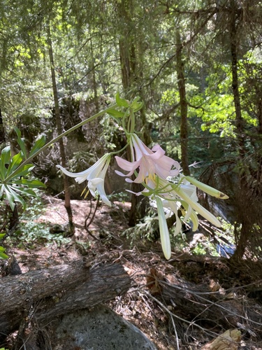 Lilium washingtonianum, photograph 2