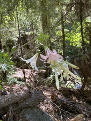 Lilium washingtonianum, photograph (c) fern Wildtruth, some rights reserved (CC BY)
