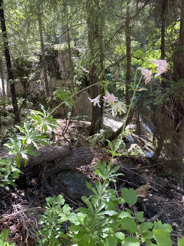 Lilium washingtonianum, photograph 3
