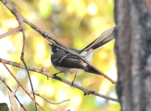 Grey Fantail