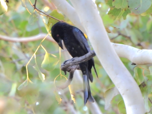 Spangled Drongo