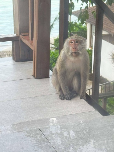 Long-tailed Macaque