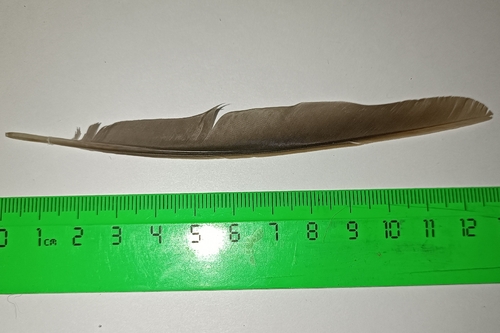 Plume de Grive dorée