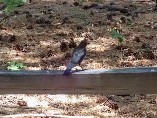 iNaturalist observation photo of Brewer's Blackbird