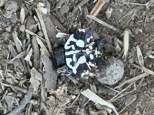 Priestly Spiny Orbweaver