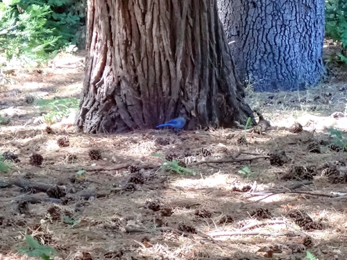 iNaturalist observation photo of Steller's Jay