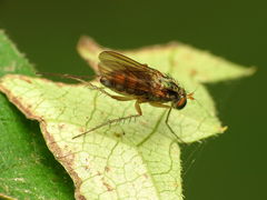 Dolichopodinae