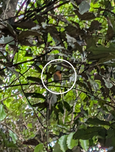 Australian Spectacled Monarch