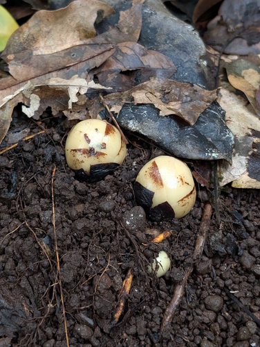 fungus root