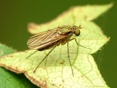 Dolichopodinae
