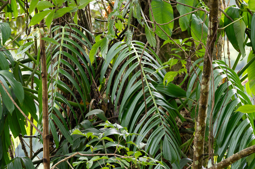 Rhaphidophora neglecta