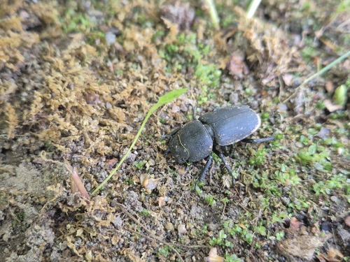 Lesser Stag Beetle