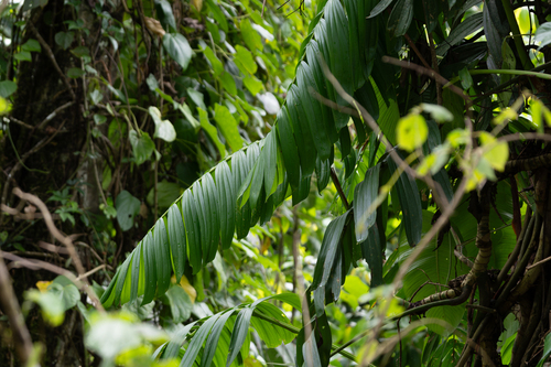 Rhaphidophora neglecta, photograph 1