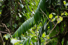 Rhaphidophora neglecta, photograph observe-syz, CC0, iNaturalist via GBIF