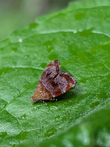 Choreutis sycopola