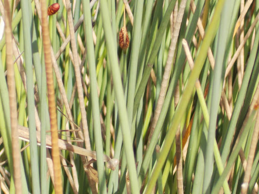 Lepironia