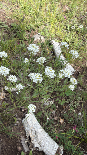 Thlaspi alpestre observed 2026-07-31