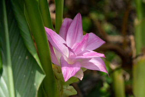 Curcuma aromatica, photograph 2