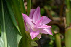 Curcuma aromatica, photograph author not stated, no rights reserved
