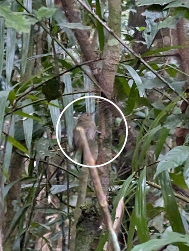 Large-billed Scrubwren