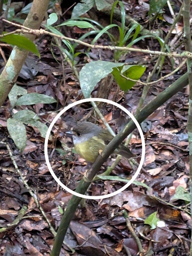 Pale-yellow Robin