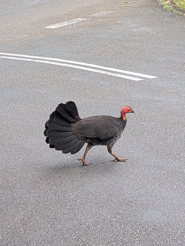 Australian Brushturkey
