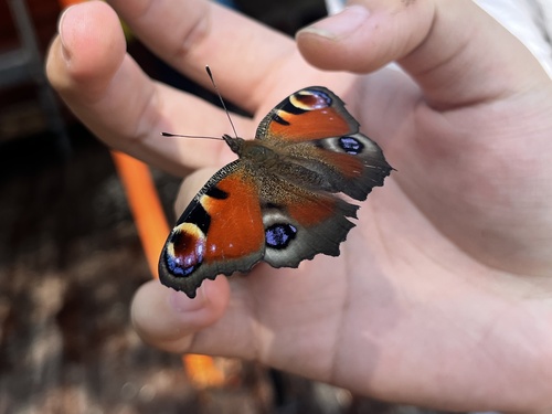European Peacock Butterfly