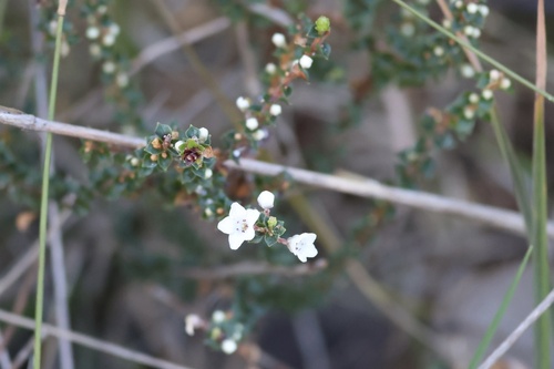 Coral Heath