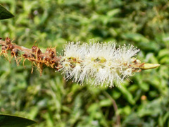 Melaleuca cajuputi
