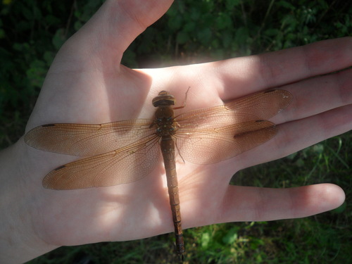 Brown Hawker