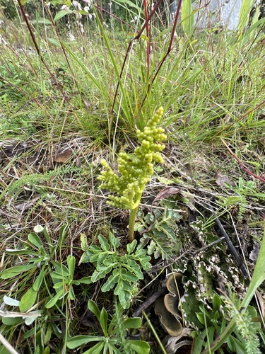 leathery grapefern
