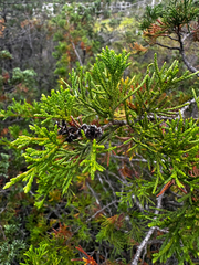 Chamaecyparis thyoides, photograph (c) Ana Ka'ahanui, some rights reserved (CC BY)