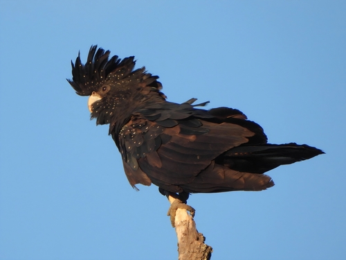 Red-tailed Black Cockatoo