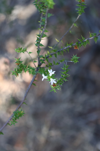 New South Wales Coral Heath