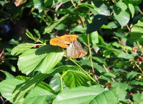 Silver-washed Fritillary