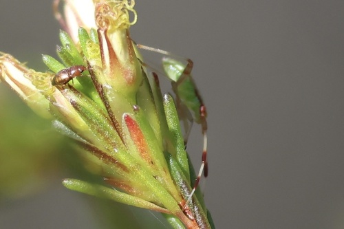 Pseudopantilius australis