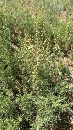 Artemisia adamsii, photograph 6