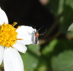 Aetole unipunctella