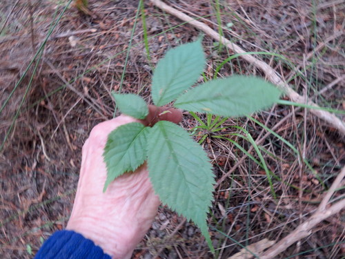 Prunus serrulata
