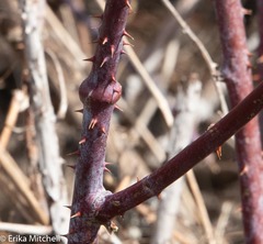 Neolasioptera nodulosa