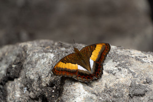 Bicolor Commodore