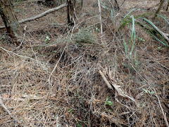Dianella nigra