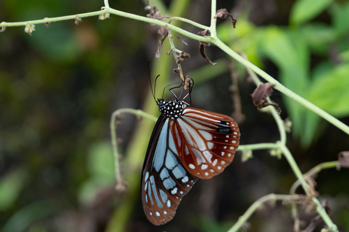Chestnut Tiger