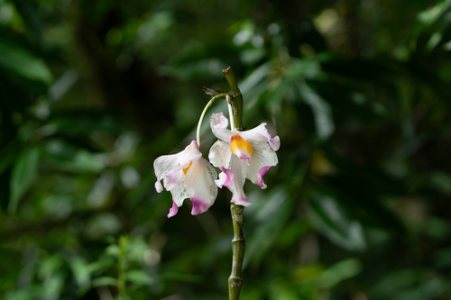 Dendrobium wardianum, photograph 1