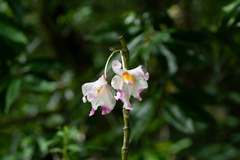 author not stated, no rights reserved Dendrobium wardianum, photograph author not stated, no rights reserved