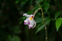 Dendrobium wardianum