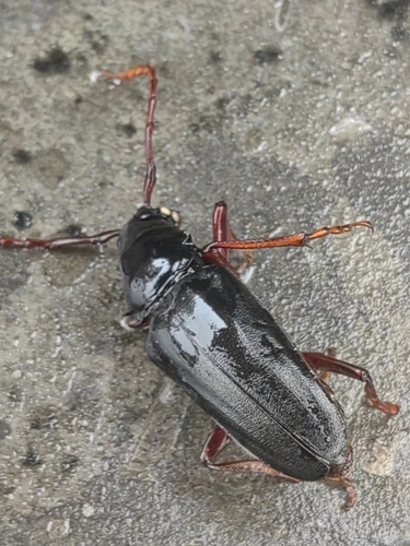 Dorysthenes paradoxus
