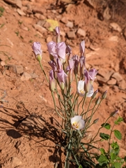 Calochortus flexuosus
